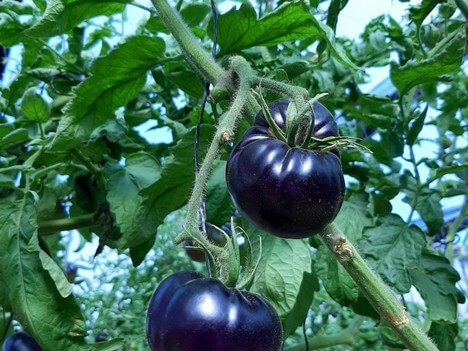 Растущий спрос на фиолетовые органические сортовые томаты - gInfo.news