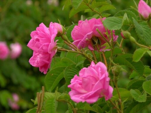Стремительный рост: производители, выращивающие розы в Таифе, готовятся к  предпроизводственному сезону - gInfo.news